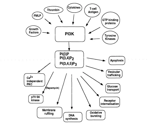 Figure 1.24 A schematic representation of stim uli that activate one or more members of the P I3K  family, and some biological responses that are elicited by the lipid products of the enzyme.