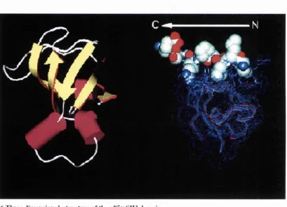Figure 1.6 Three dimensional structure of the p85a SH3 domain