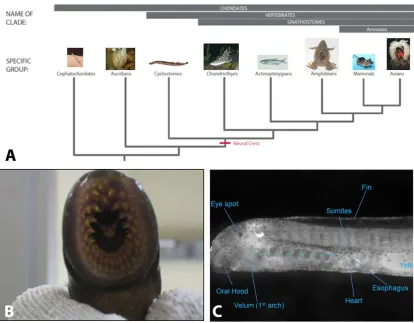 Figure 1: Lamprey as a model organism: 