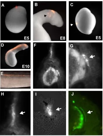Figure 1. DiI labeling of lamprey neural crest cells reveals absence of sympathetic ganglia during embryonic development