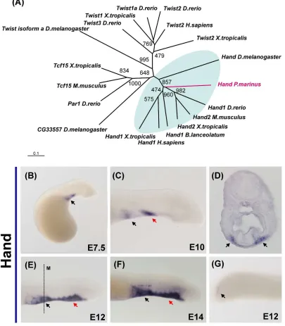Figure 3. Expression of the helix-loop-helix transcription factor Hand in lamprey embryos