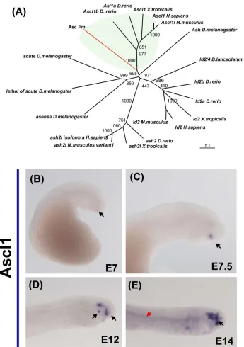 Figure 4. Expression of Ascl1 during embryonic development of the lamprey. (A) Phylogenetic analysis places the putative lamprey Ascl1 ortholog with gnathostome Ascl1 genes