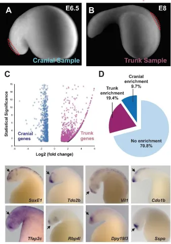 Figure 3: Transcriptome analysis comparing lamprey cranial and trunk neural crest.   A) Cranial neural crest samples of the dorsal neural tube taken at E6.5 (red outline)