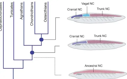 Figure 4: Proposed model for evolution of neural crest subpopulations.  Phylogenetic tree (arms not drawn to scale) of various groups postulating that an earlier common ancestor possessed an ancestral neural crest population that may have been similar to t