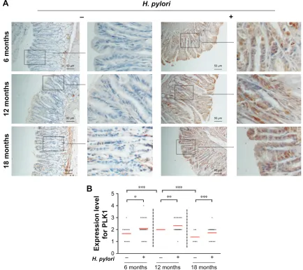 Figure 3 Helicobacter pylori infection induces high expression of PlK1 in gastric tissue from Mongolian gerbils