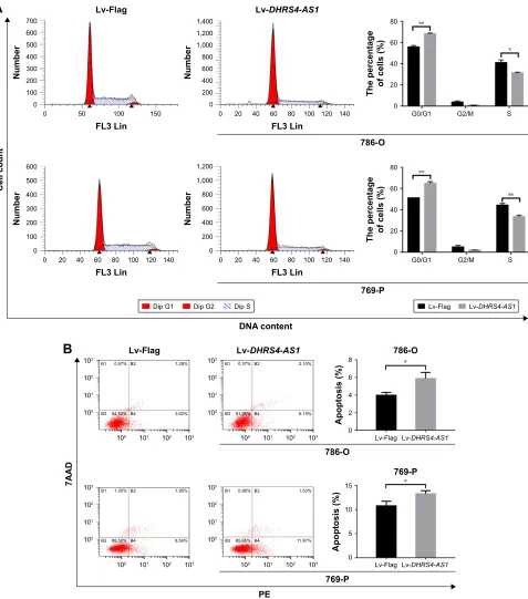 Figure 5 exogenetic DHRS4-AS1 expression induced apoptosis and cell cycle arrest in ccrcc cells.Notes: (A) Flow cytometry was used to assess the cell cycle distribution of 786-O and 769-P cells transfected for 24 h and stained with Pi