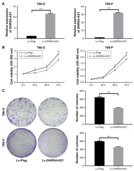 Figure 4 exogenetic DHRS4-AS1 expression suppresses ccrcc cell proliferation and colony formation in vitro.Notes: (A) real-time Pcr analysis of DHRS4-AS1 in 786-O and 769-P cells after exogenetic expression