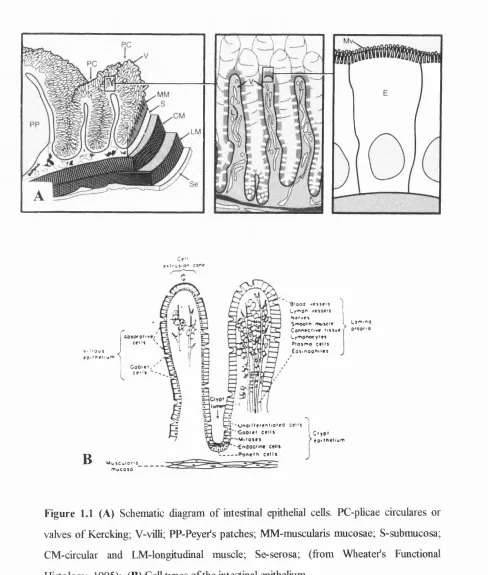 Figure 1.1 (A) Schematic diagram of intestinal epithelial cells. PC-phcae circulares or 