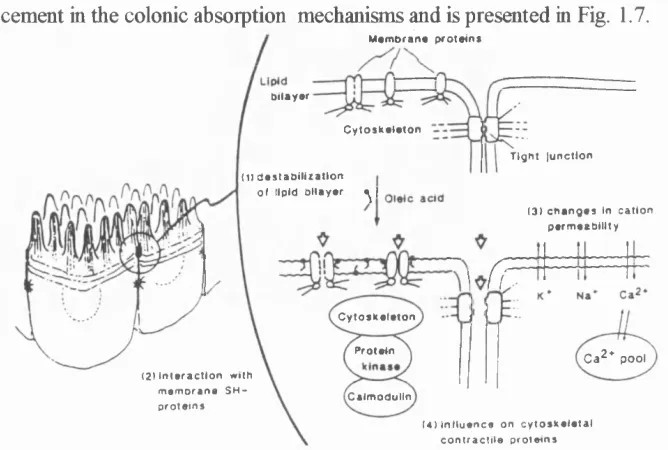 Figure 1.7 Proposed model for oleic acid-induced enhancement in the colonic absorption 