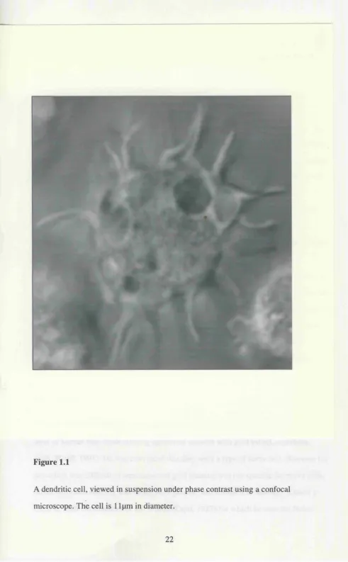 Figure 1.1A dendritic cell, viewed in suspension under phase contrast using a confocal 