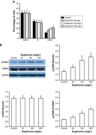 Figure 7 effect of euphornin on cell cycle progression in hela cells.Notes: hela cells were treated with PBs, 50, 100, or 200 mg/l euphornin for 48 h