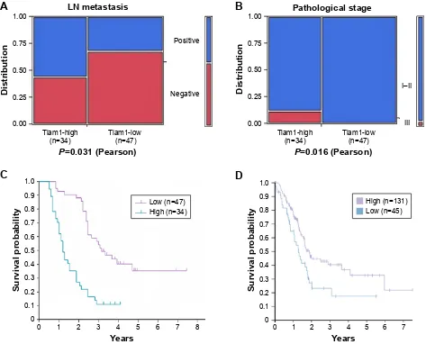 Figure 2 cancer patients with high Tiam1 expression are associated with poor prognosis.Notes: (A and B) correlations between Tiam1 expression and lymph node metastasis (A), pathological stage (B) of PdAc (P0.05, P0.05, respectively)