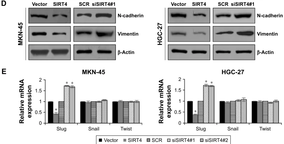 Figure 4 sirT4 suppresses eMT through promoting e-cadherin expression. (A) sirT4 was overexpressed or knocked down in MKn-45 or hgc-27 cells