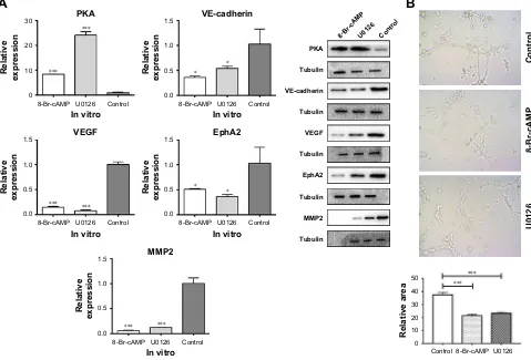 Figure 4 expression of VegF after treatment with 8-Br-caMP and U0126 in vitro.Notes: (A) The expression of PKA, VE-cadherin, VEGF, EphA2, and MMP2 in vitro was detected by quantitative RT-PCR and Western blot