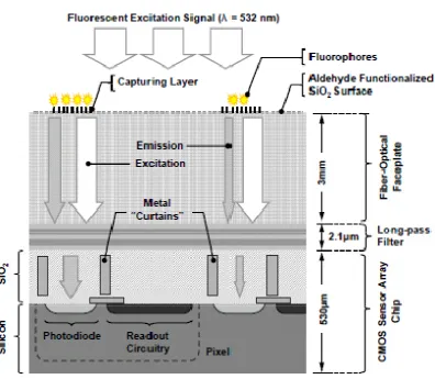 Figure 2.3: Cross section of the CMOS fluorescent-based biosensor microarray 