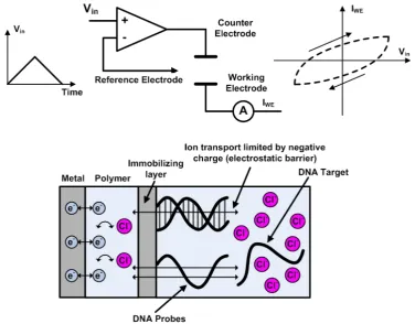 Figure 2.5: Illustration of a cyclic voltammetry experiment and description of the label-