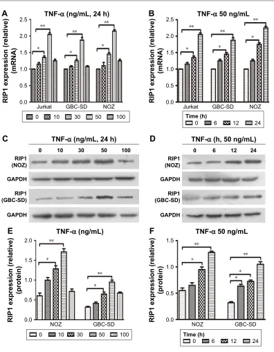 Figure 1 TnF-α enhances riP1 mrna and protein expression.Notes: (A, B) The Jurkat, gBc-sD, and nOZ cells were stimulated with 10, 30, 50, and 100 ng/ml of recombinant human TnF-α for 24 h