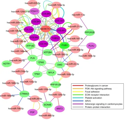 Figure 7 mirna–gene interaction network.Notes: mirnas are shown in pink, genes from gmagenta are shown in magenta and genes from ggreen are shown in green