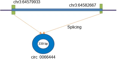 Figure 1 a schematic diagram of circ_0066444 origin.Abbreviation: bp, base pair.