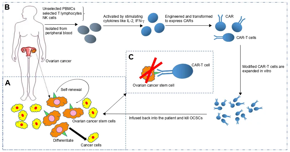 Figure 2 The process diagram of CAR-T cellular immunotherapy targeting OCSCs. Notes: This diagram describes how to design CAR-T cells which can recognize OCSCs and how CAR-T cells affect tumor as powerful weapon