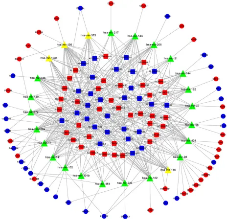 Figure 3 The lncrna–mirna–mrna cerna network in crc.Notes: red rounds represent upregulated Demrnas and blue rounds represent downregulated Demrnas