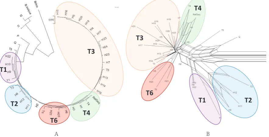 Figure 2 2: Neigbor-joining tree (A) and NeighborNet network (B) of cattle haplotypes based on the mtDNA D-loop region sequences (nt 15791-16338; 1-280) including 26 haplotypes observed in Busha cattle and Genbank sequences of main cattle mtDNA haplotypes 