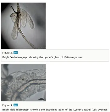 Figure 2.  