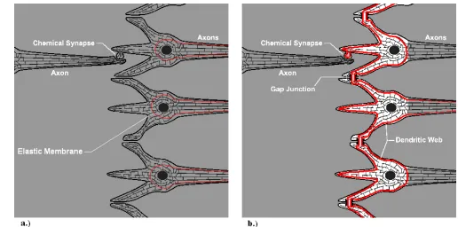 FIGURE 5.  a.) The elastic membrane is stretched along the direction of the attentive focus, b.) The elastic membrane is squeezed around microtubules involved in ORch OR