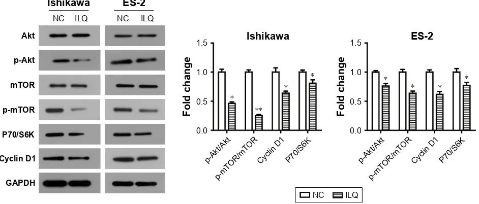 Figure 5 Isoliquiritigenin regulates the members of PI3K/Akt/mTOR pathway in Ishikawa and ES-2 cells