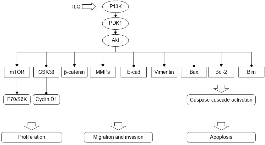 Figure 6 summary of the inhibitory effect of ilQ on Pi3K/akt/mTOr pathway members.Abbreviation: ilQ, isoliquiritigenin.