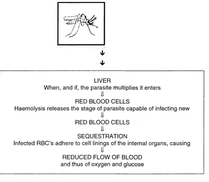 Figure 1.1 The Parasite In The Human Host