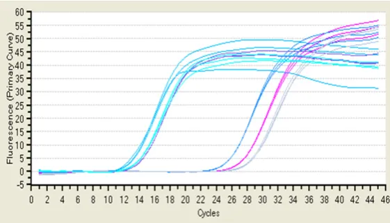 Figure 4. Amplification curve of real-time PCR.