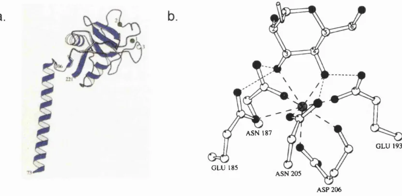Figure 1-2. The structure o f a single carbohydrate recognition dom ain o f MBL and the physico-chem ical basis o f such binding