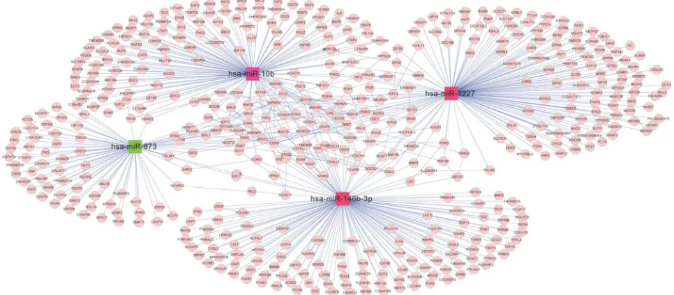 Figure 9 Interaction network among target genes of hsa-miR-10b, hsa-miR-1227, hsa-miR-146b-3p, and hsa-miR-873