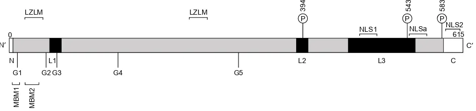 Figure 3 Linear structure of human menin.Notes: Schematics of a sequence of human menin composed of 615 amino acids