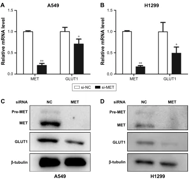 Figure 5 Graphs show influence of MET on expression of GLUT1 in lung adenocarcinoma cells