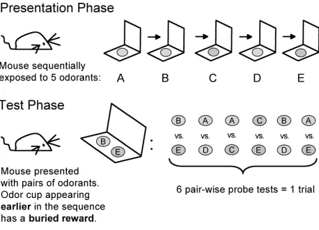 Fig. 1S  - Outline of the 5-sequence protocol as adapted from Fortin et al., 2002. See Fig