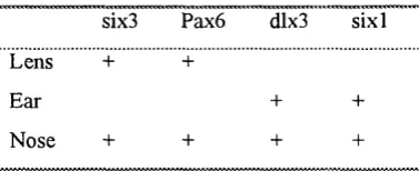 Table 1-4 Transcription factor expression in sensory placodes