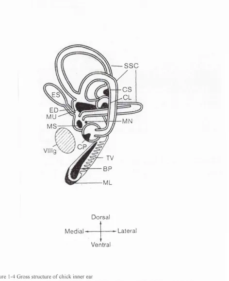 Figure 1-4 Gross structure of chick inner earSpecialized sensory patches contain hair cells surrounded by supporting cells