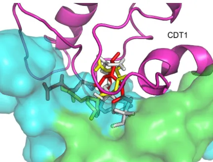 Figure 2 Docking of simvastatin on the human DNA replication licensing factor CDT1.