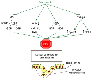 Figure 1 Signaling pathways mechanistically involved in atorvastatin’s ability to inhibit the migratory and invasive potential of different types of cancer cells in vitro.Notes: One of the mechanisms that have been reported in PTeN-positive prostate cancer