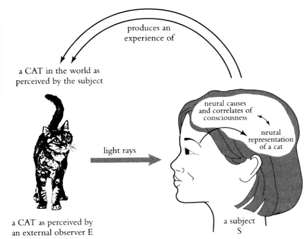 Figure 3. A reflexive model of perception