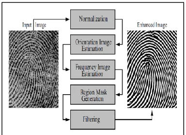 Figure 3: Input image, Normalized image, Orientation estimated image 