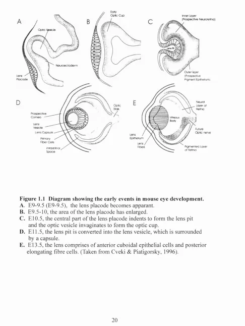 Figure 1.1 Diagram showing the early events in mouse eye development.
