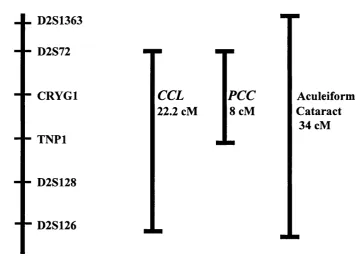 Figure 1.4 The gamma crystallin locus