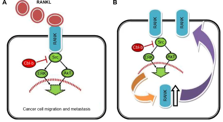 Figure 2 The role of Cbl-b in RANKL-induced breast cancer cell migration and metastasis.Notes: (A) Cbl-b protein inhibited RANKL-induced breast cancer cell migration and metastasis; (B) Cbl-b downregulated RANK protein expression by negatively regulating the Src-Akt/eRK pathway.Abbreviations: eRK, extracellular signal regulated kinase; RANK, receptor activator of nuclear factor kβ; RANKL, RANK ligand.