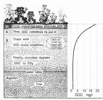 Figure 2.3 Podzolisation and decrease of organic matter in interstitial water of soils (After Thurman, 1985).