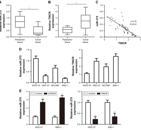 Figure 1 The expression of mir-375 and Tincr in clinical gc tissues.Notes: (A) mir-375 expression was examined by real-time Pcr in 56 paired human gc tissues and adjacent noncancerous tissues; the normalized to U6 expression