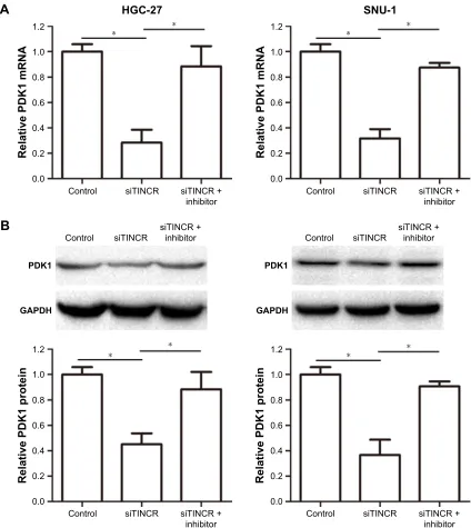 Figure 3 Tincr promoted the PDK1 expression by sponging mir-375.Notes: (A) relative mrna levels of PDK1 were analyzed by using real-time Pcr analysis by transfecting negative control, siTincr, and siTincr + mir-375 inhibitor in hgc-27 and snU-1 cells