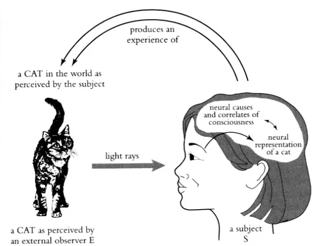 Figure 3. A reflexive model of perception